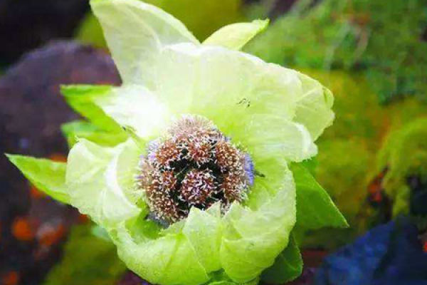 Saussurea involucrata