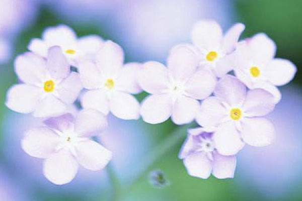 forget me not.