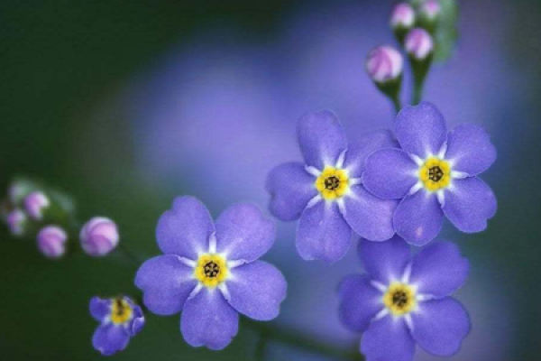 Forget-me-not