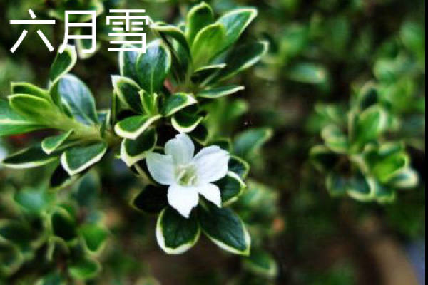 white horse bone plant