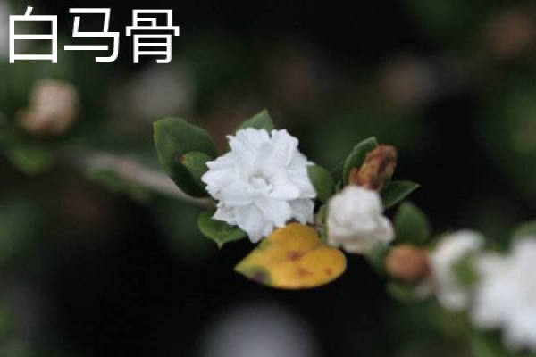 white horse bone plant