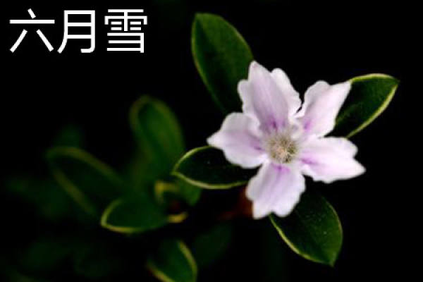 June snowflake