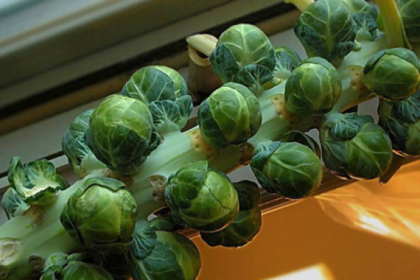 Brussels sprouts Brussels sprouts