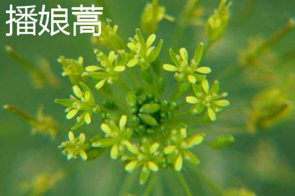 stem of Artemisia annua