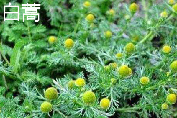 Artemisia flower
