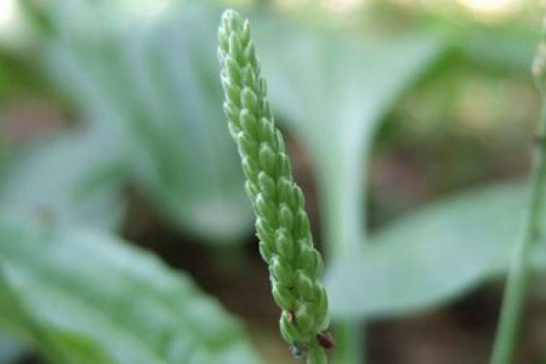 Plantago major
