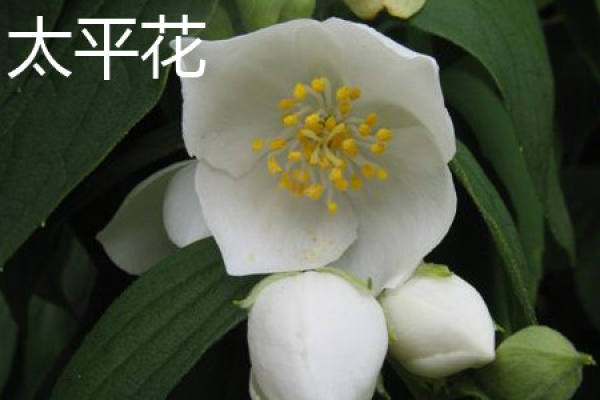 Taiping Flower