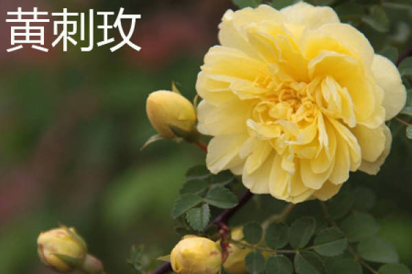 Rosa xanthina