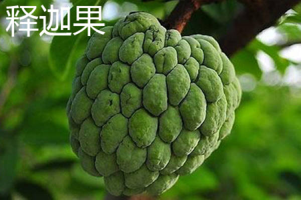 Sakya fruit