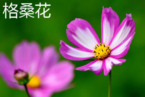 stem of chrysanthemum