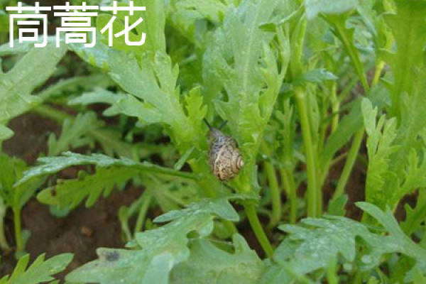 stem of chrysanthemum