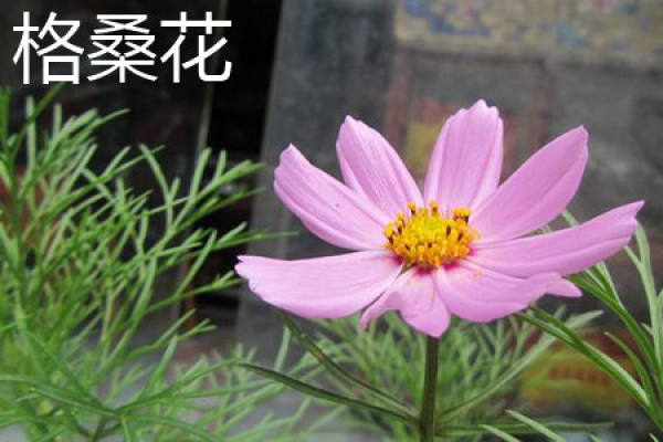 Folium Gesanghua