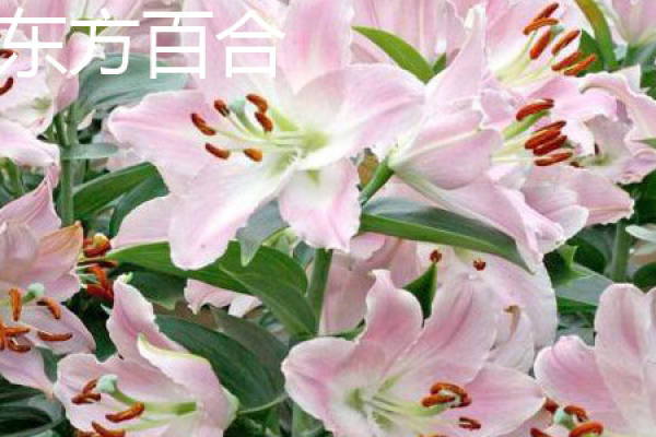 stem of Asian Lily