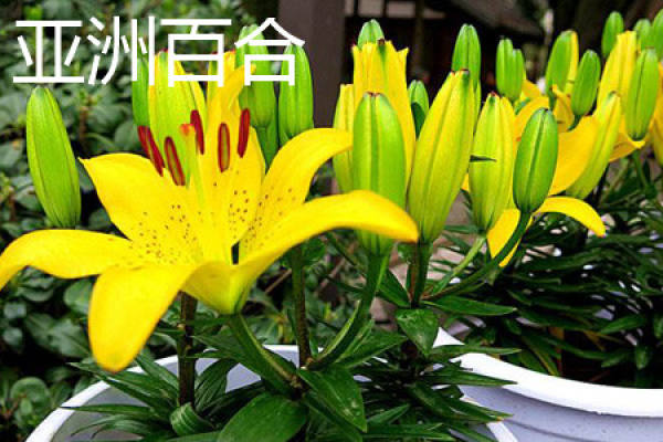 stem of Asian Lily