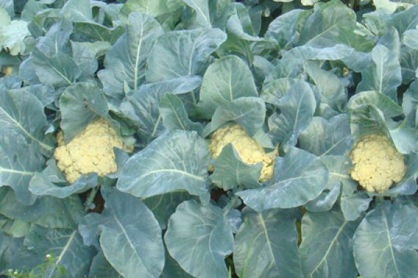 cauliflower