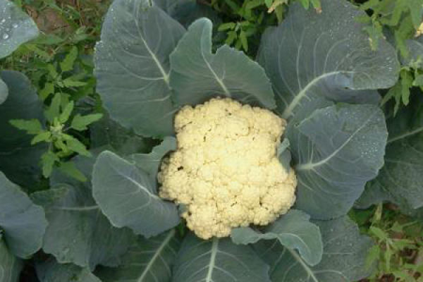 cauliflower