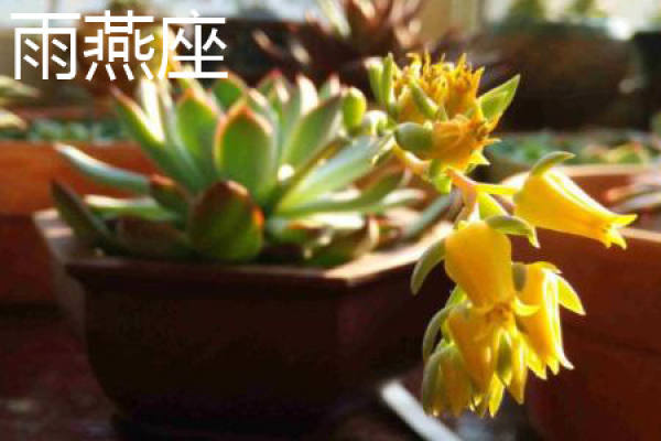 swift plant