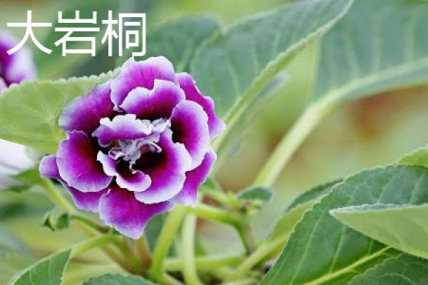 African violet
