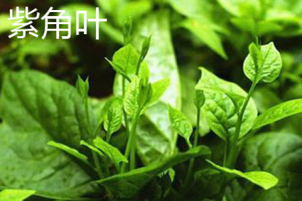 stem of purple horned leaf