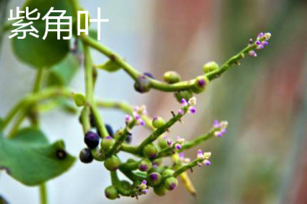 stem of purple horned leaf