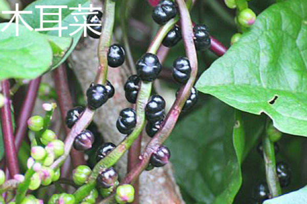 Muercai fruit