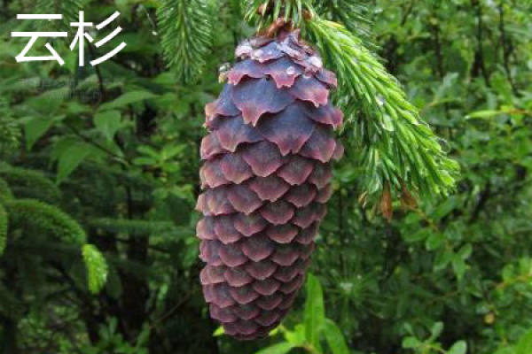 Spruce