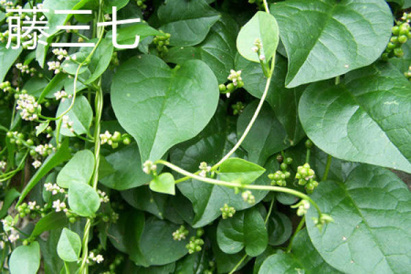 Rattan notoginseng