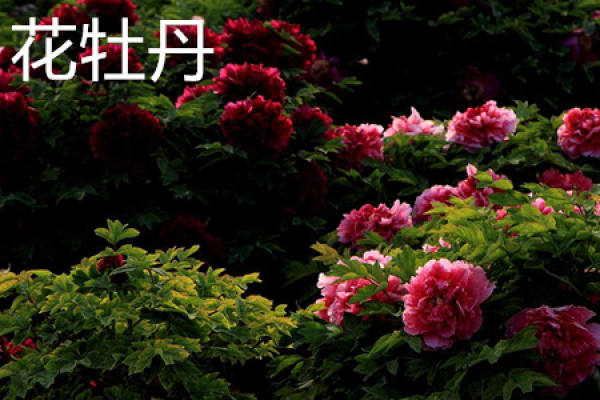 flower peony