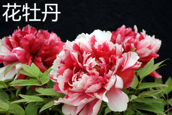 flower peony