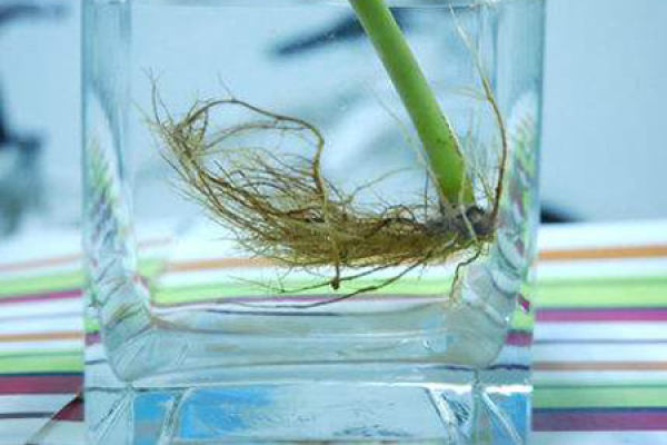 soil