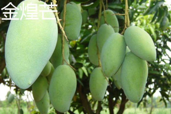 Jin Huang mang Jin Huang mang