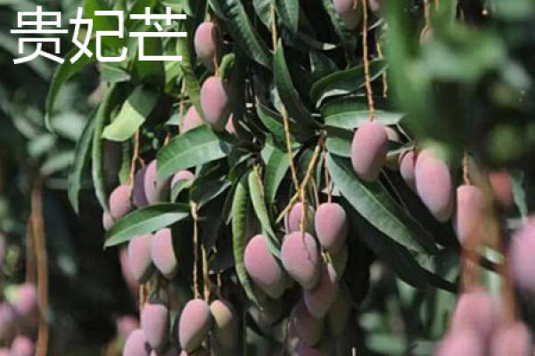 Jin Huang mang Jin Huang mang