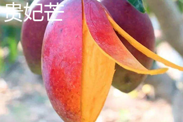 Gui Fei Mang Gui Fei Mang