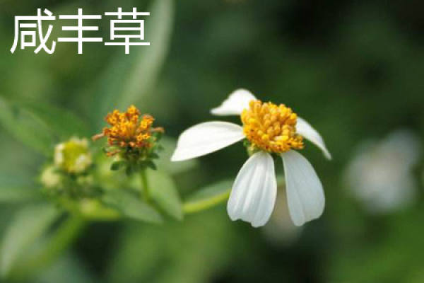 Xianfeng grass