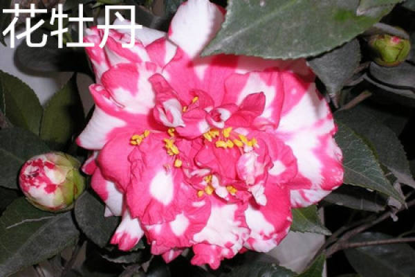 Flower Peony