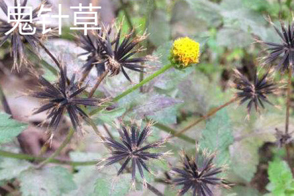 Bidens bipinnata