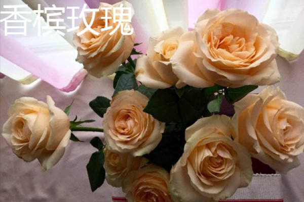 champagne rose