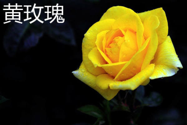 champagne rose