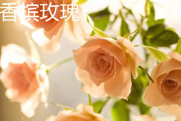 champagne rose
