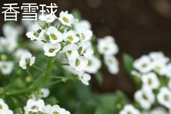 Xiang Xue Bo