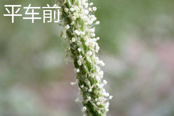 Plantago depressa
