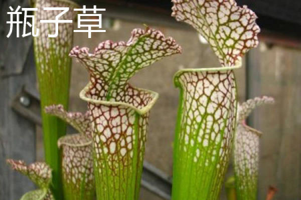 Nepenthes
