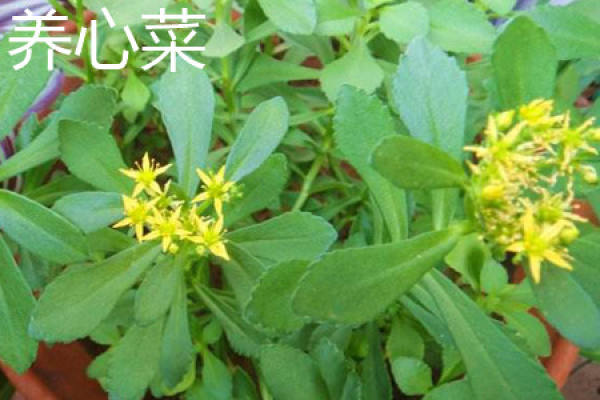Yang Cai