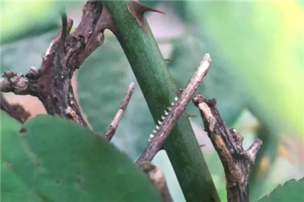 Disease and insect branch