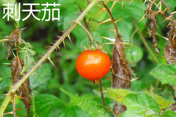 Solanum spinosum