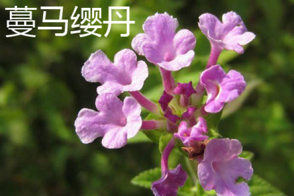 Lantana camara