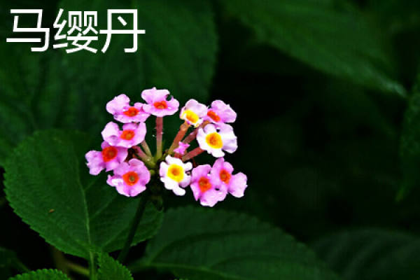 Ma Ying Dan