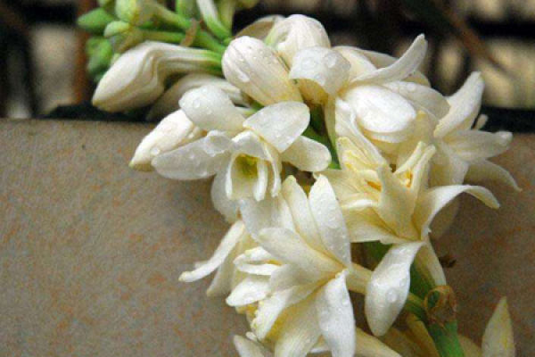 Tuberose