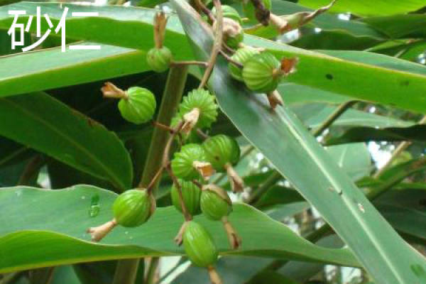 Fructus Amomi