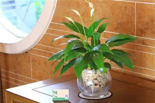 Flower cultivation in toilet